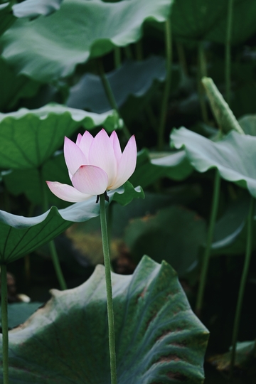 粉荷亭亭，立在翠绿荷叶间，清新夏日景