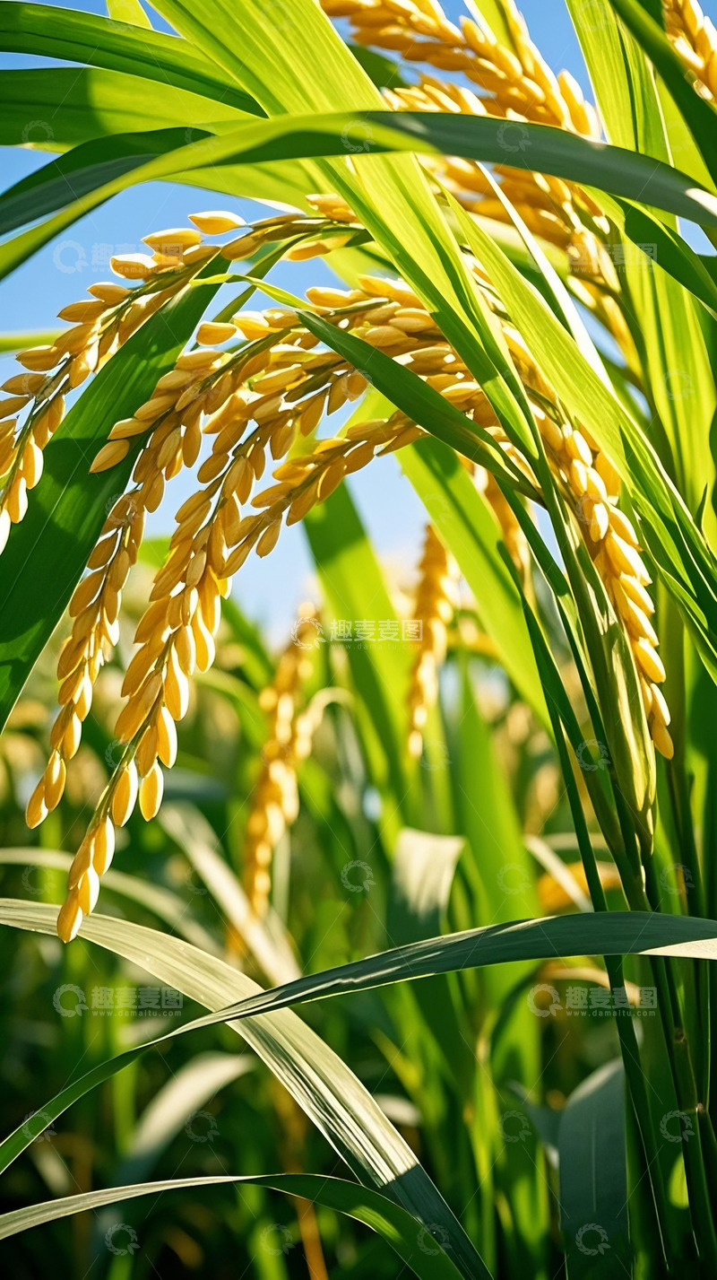 高清大图下载【趣麦麦图】金黄饱满的成熟稻穗特写2