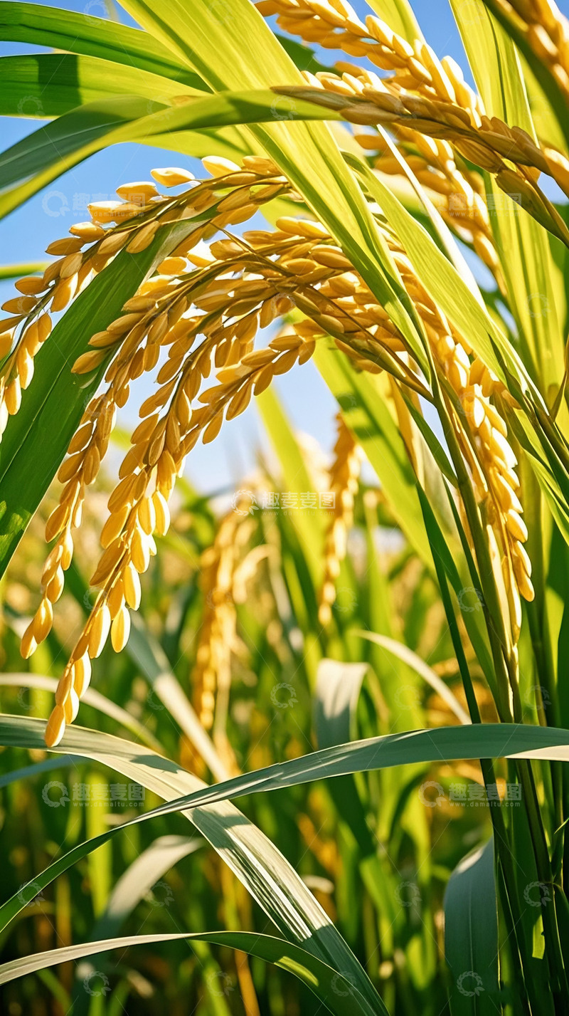 高清大图下载【趣麦麦图】金黄饱满的成熟稻穗特写