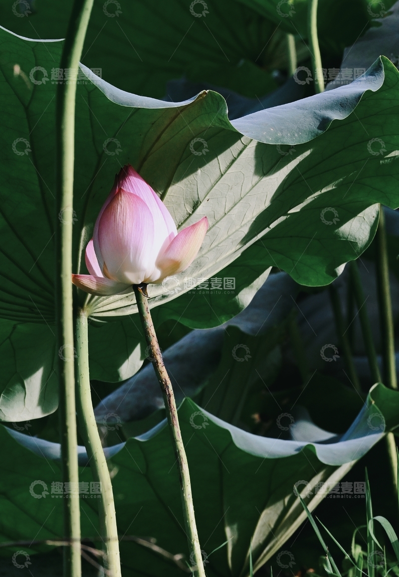 高清大图下载【趣麦麦图】光影交错，粉荷隐于绿伞间