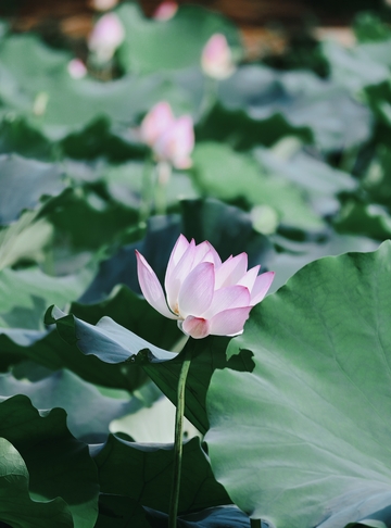 粉荷绽于绿伞间，夏日荷塘之美