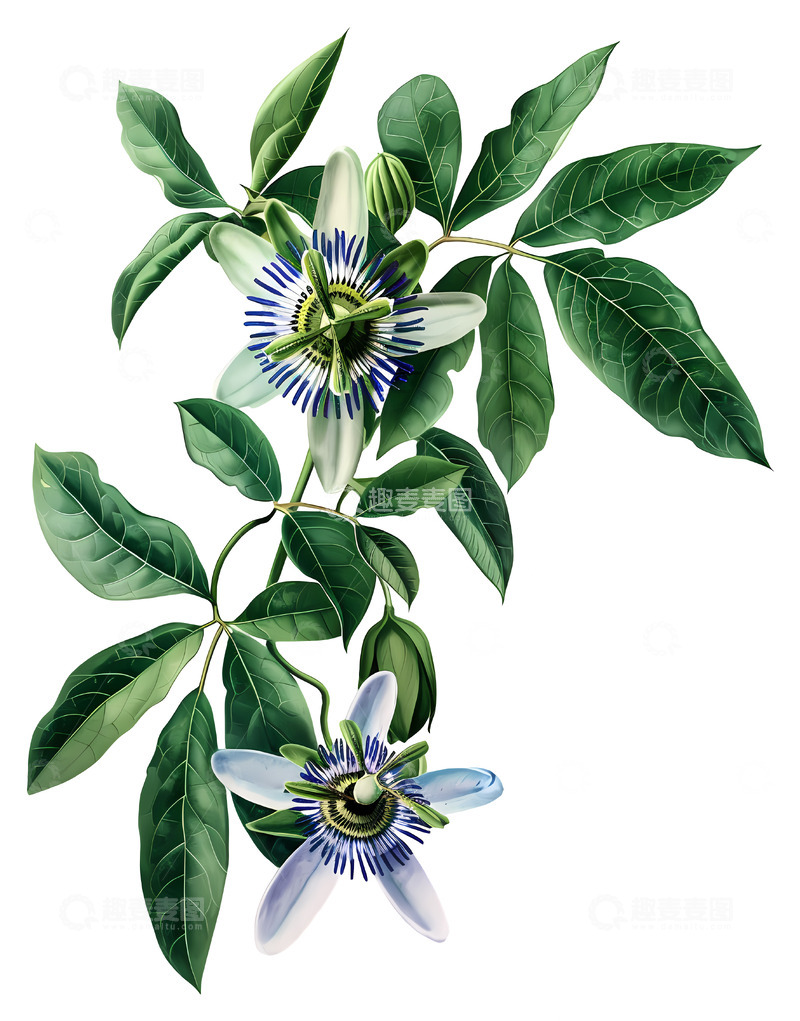 高清大图下载【趣麦麦图】西番莲和藤蔓植物插画免抠透明png素材