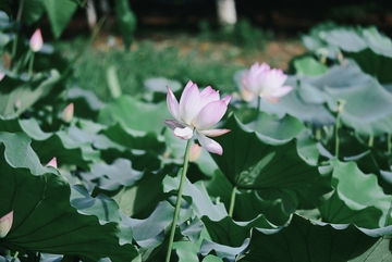夏日荷间，粉莲绽于翠叶中