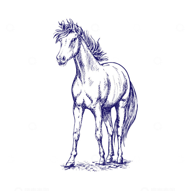 源文件下载【趣麦麦图】生肖马线稿版画免扣素材插画