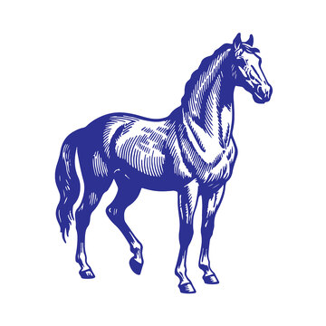 生肖马版画线稿免扣素材插画图