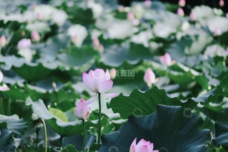 高清大图下载【趣麦麦图】夏日荷塘，粉荷绿叶相映成景