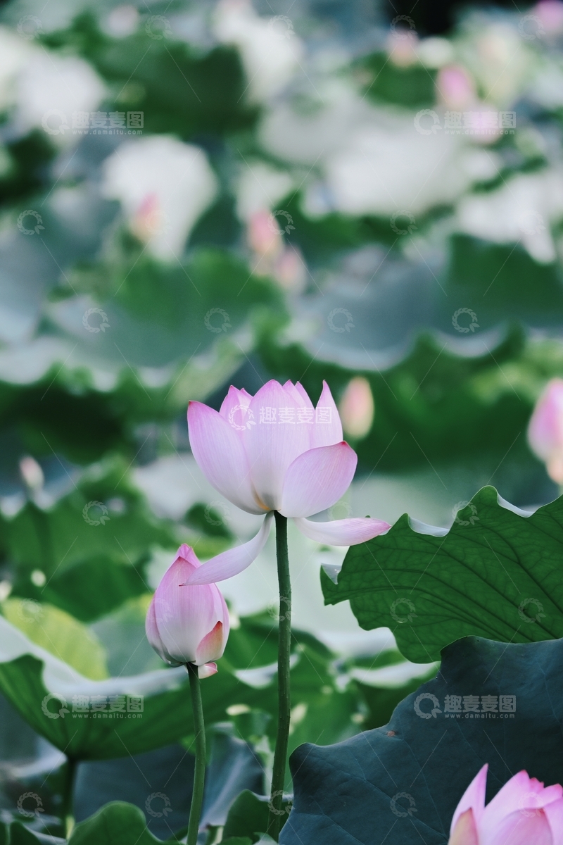 高清大图下载【趣麦麦图】粉荷绽于绿荷叶间，夏日盛景