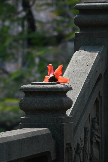 红花朵落青石桥，静美如画