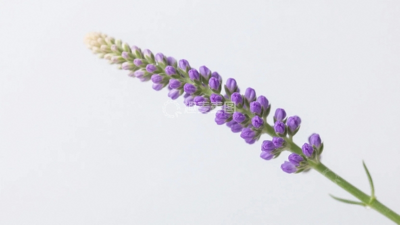 高清大图下载【趣麦麦图】紫色花序的优雅绽放6