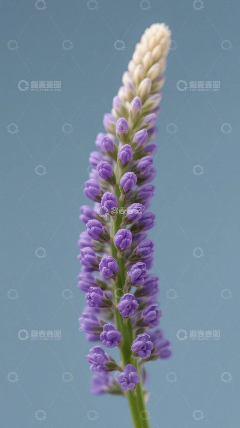 高清大图下载【趣麦麦图】紫色花序的优雅绽放3