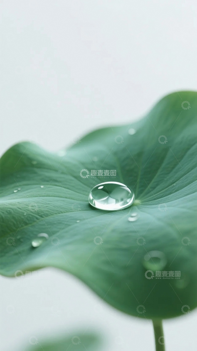 高清大图下载【趣麦麦图】处暑之荷叶露珠7