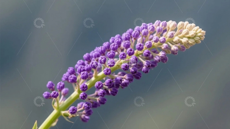 高清大图下载【趣麦麦图】紫色花序的优雅绽放4