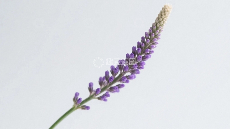 高清大图下载【趣麦麦图】紫色花序的优雅绽放5