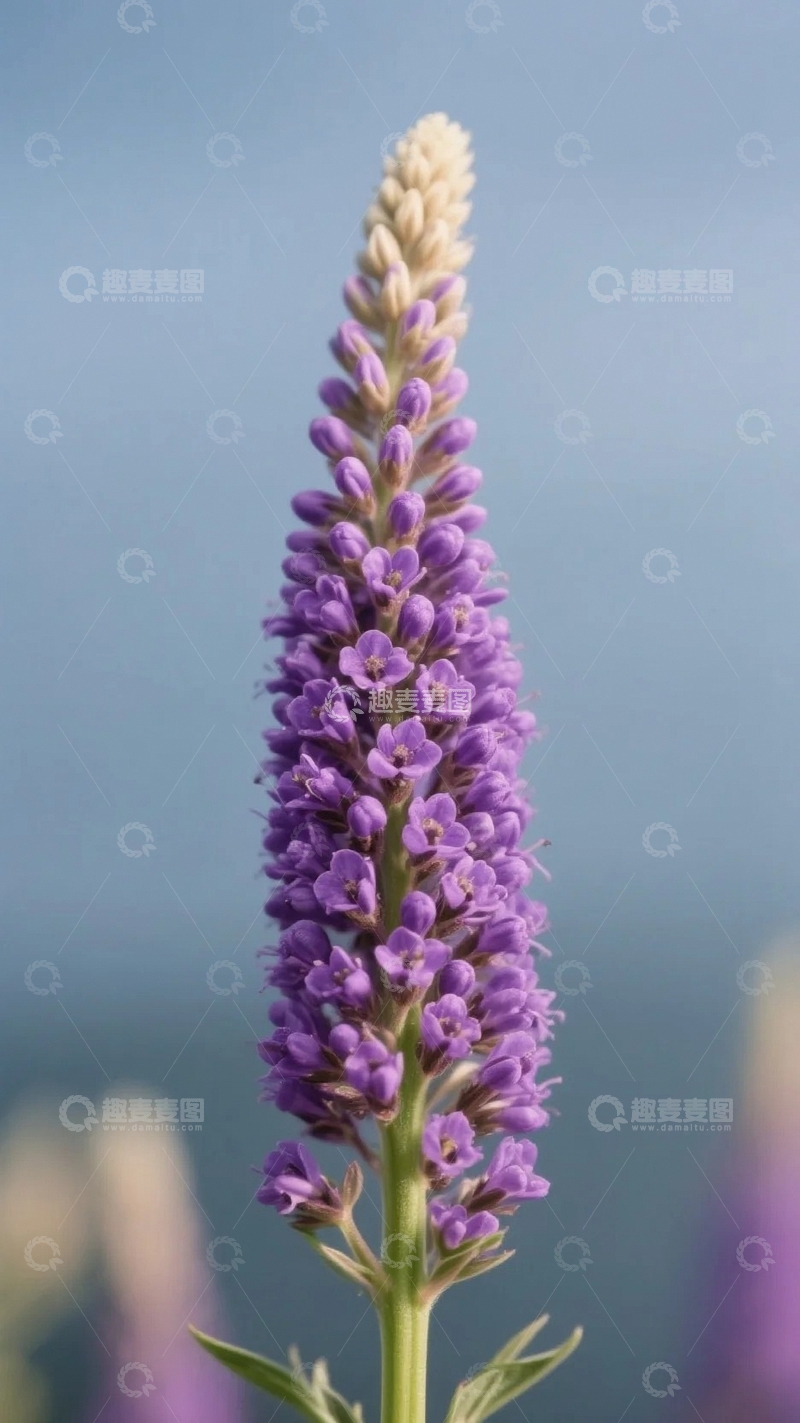 高清大图下载【趣麦麦图】紫色花序的优雅绽放1