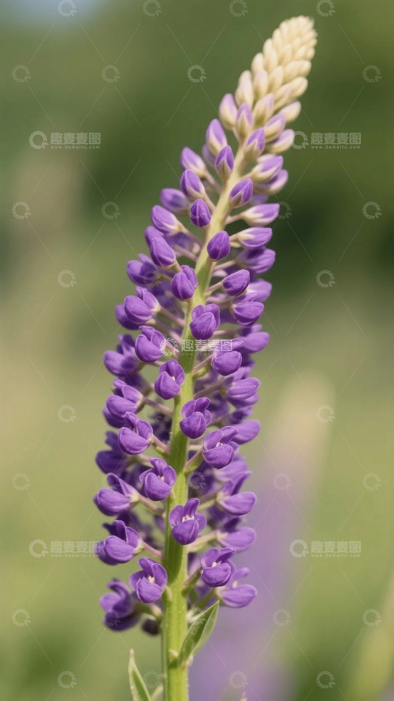 高清大图下载【趣麦麦图】紫色花序的优雅绽放