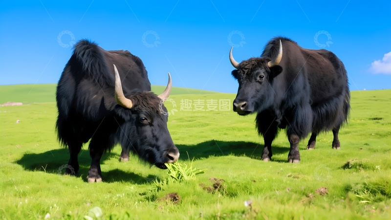 高清大图下载【趣麦麦图】青藏高原牦牛1