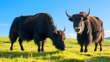 青藏高原牦牛