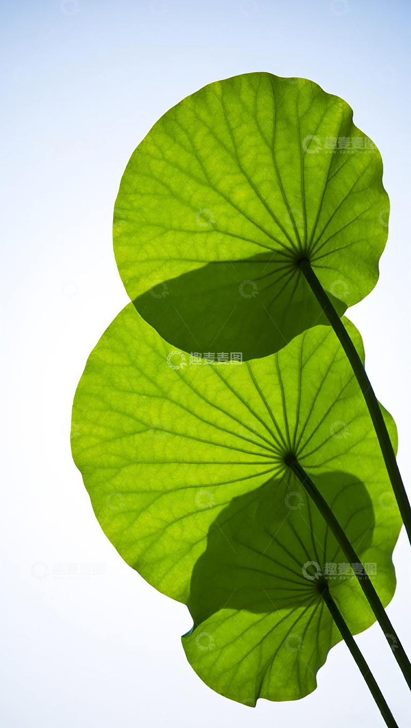 高清大图下载【趣麦麦图】荷叶逆光纹理