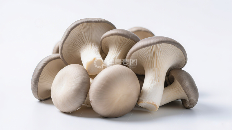 高清大图下载【趣麦麦图】平菇蘑菇菌类