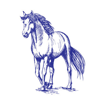 动物马线描钢笔画版画线稿插画图