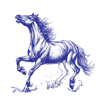 线描钢笔画动物马插画线稿版画免扣素材