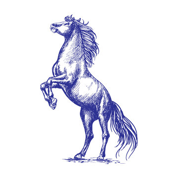 线描钢笔画动物马插画版画线稿免扣素材