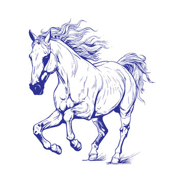 动物马版画插画木刻画线稿线描钢笔画