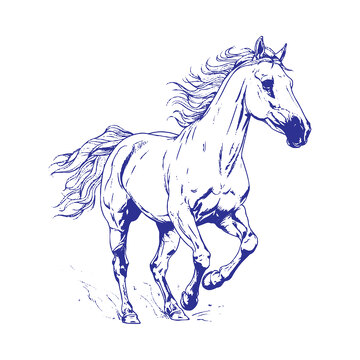 动物马线描钢笔画线稿插画版画素描图