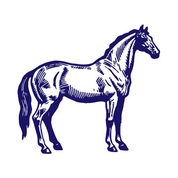 免扣素材线稿插画马动物版画生肖