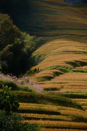 梯田盛景，漫步金色田园间