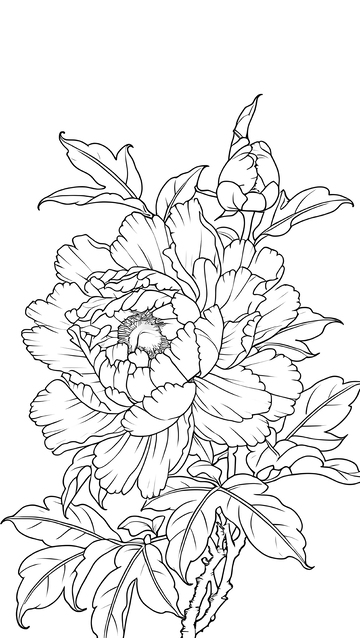 白描牡丹花工笔画