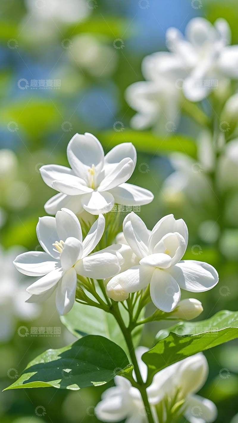 高清大图下载【趣麦麦图】茉莉花高清摄影