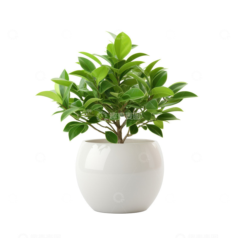 高清大图下载【趣麦麦图】一盆绿色的盆栽