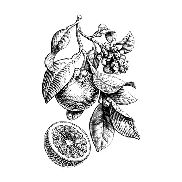 柠檬橘子水果线稿插画树叶花朵版画木刻画