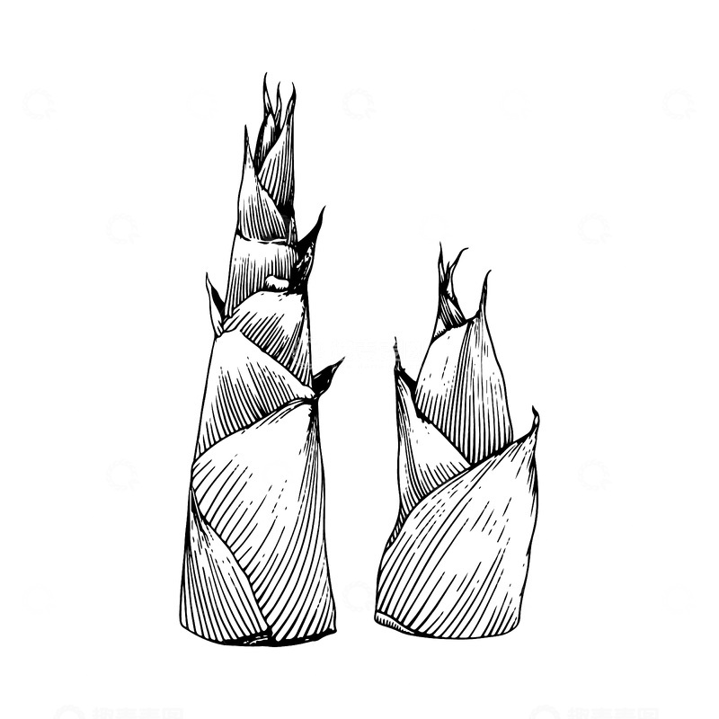 源文件下载【趣麦麦图】竹笋素描线稿插画蔬菜版画木刻画