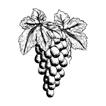 葡萄版画木刻画水果线描线稿果实素描插画