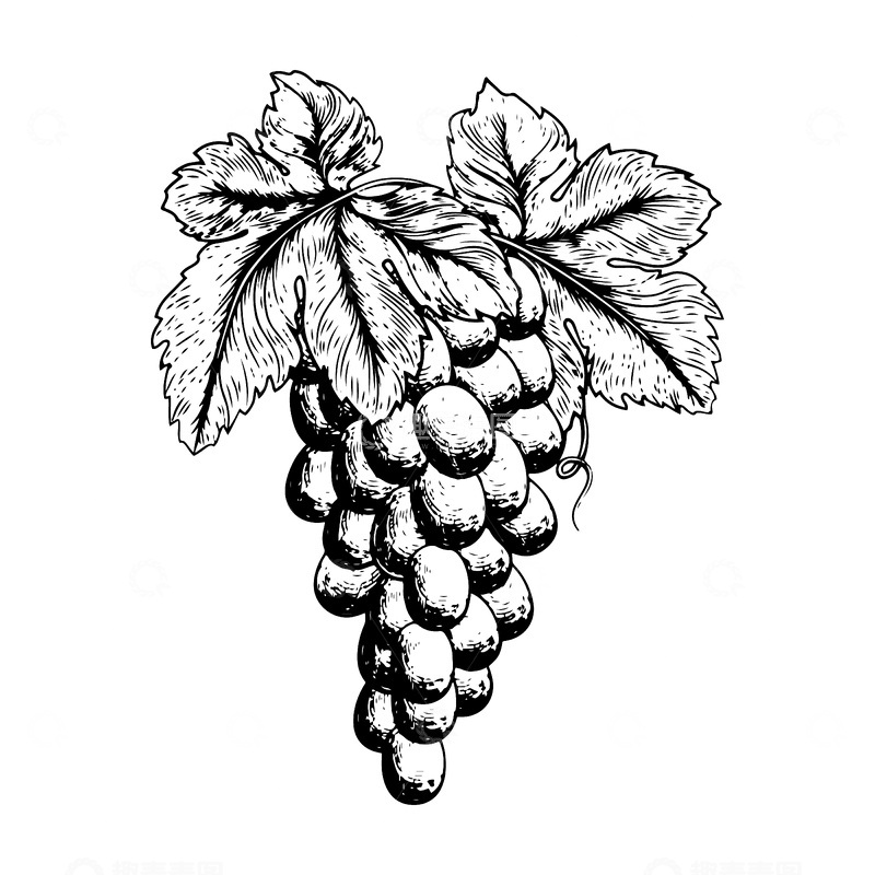 源文件下载【趣麦麦图】葡萄版画木刻画水果线描线稿果实素描插画