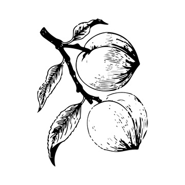 桃子水果果实素描线稿插画蜜桃版画木刻画