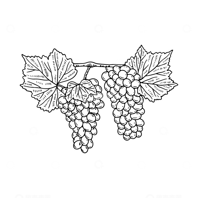 源文件下载【趣麦麦图】-葡萄藤曼树叶素描线稿插画水果版画木刻画