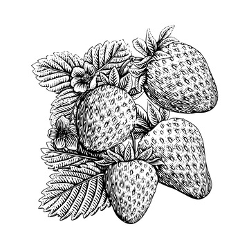 草莓素描线稿插画水果叶子版画木刻画
