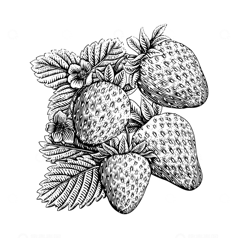 源文件下载【趣麦麦图】草莓素描线稿插画水果叶子版画木刻画
