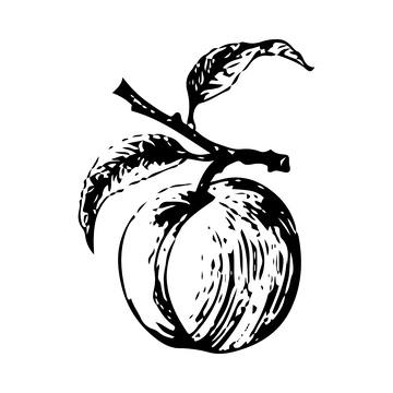 毛桃素描线稿插画蜜桃果实版画木刻画