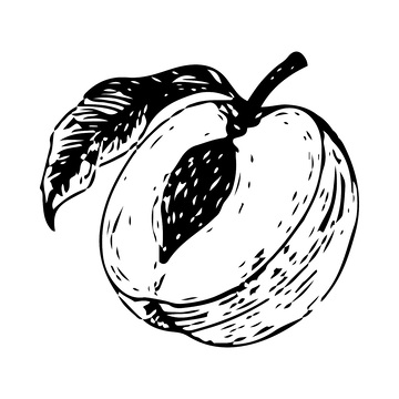桃子素描线稿插画水果蜜桃钢笔画