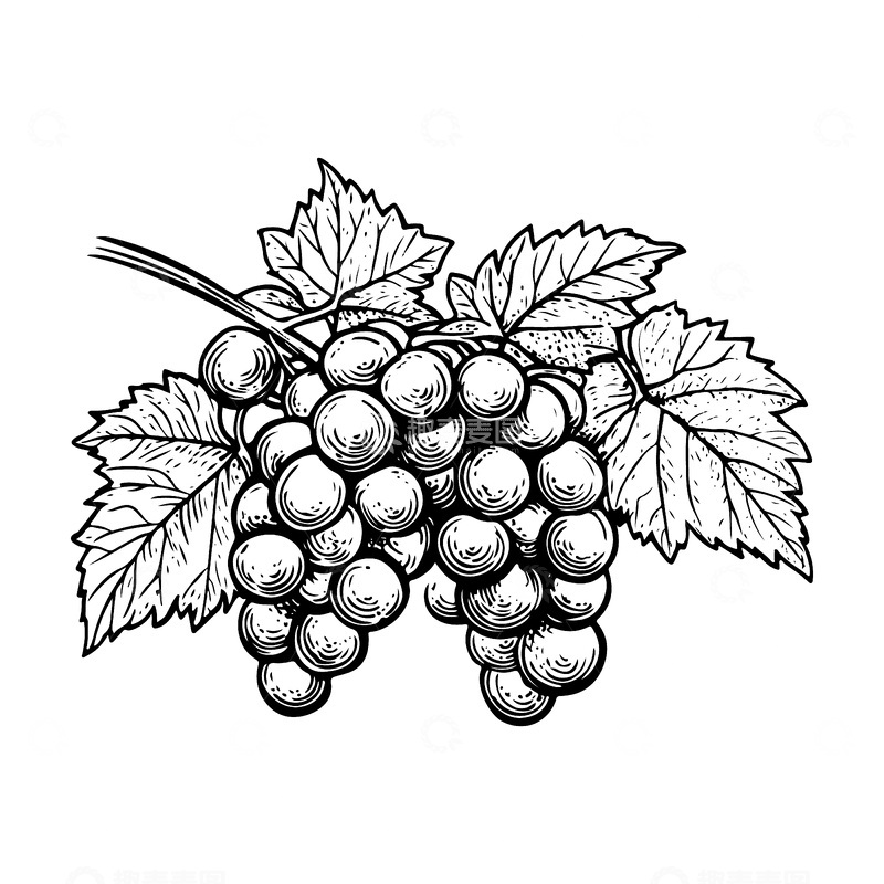 源文件下载【趣麦麦图】水果葡萄素描线稿插画叶子线描版画木刻画