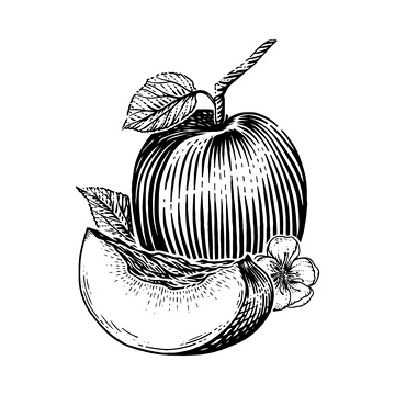 桃子素描线稿插画蜜桃版画木刻画水果