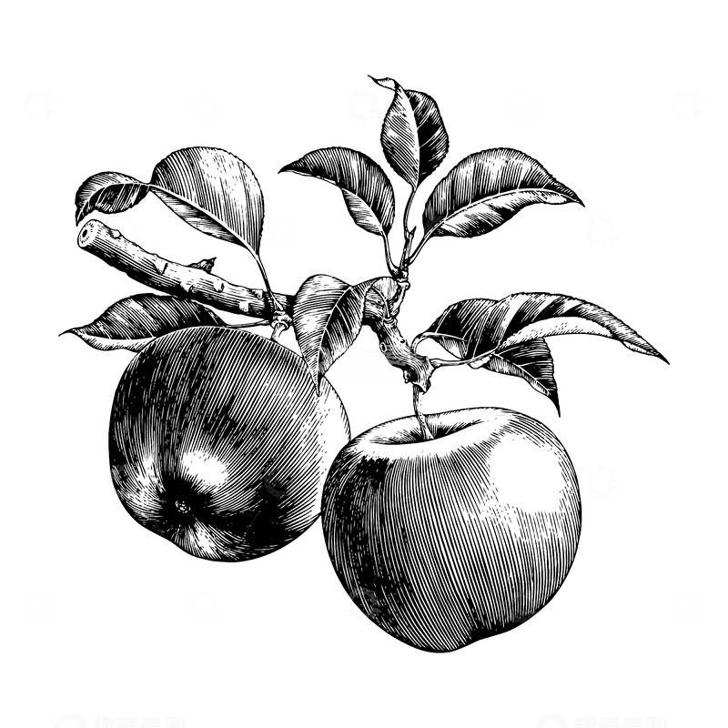 源文件下载【趣麦麦图】苹果素描线稿插画水果果实版画木刻画树叶