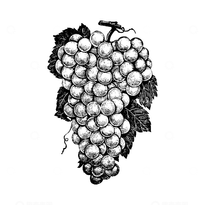 源文件下载【趣麦麦图】葡萄果实素描线稿插画水果版画木刻画