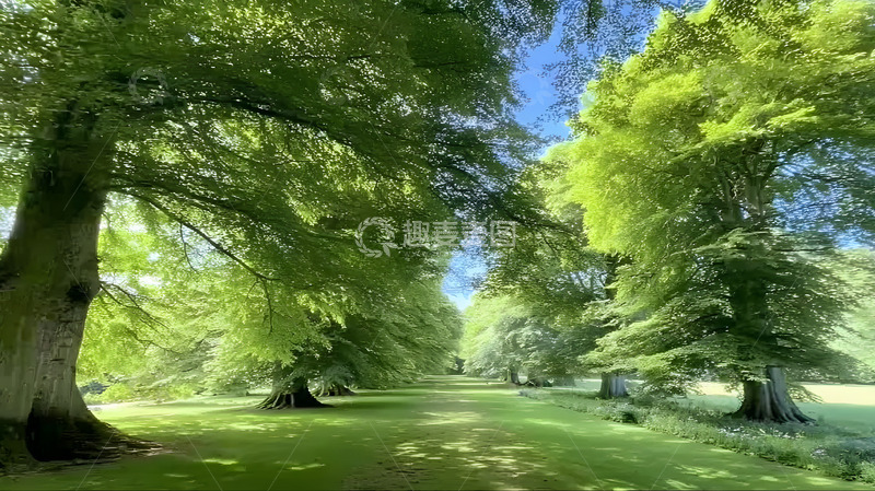 高清大图下载【趣麦麦图】夏日绿色树林2