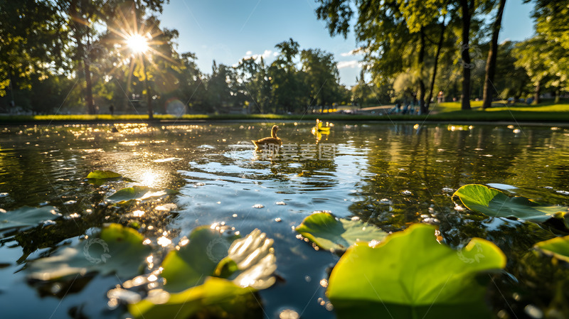 高清大图下载【趣麦麦图】秋日河塘的水鸭1
