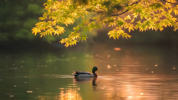 秋日河塘的水鸭4
